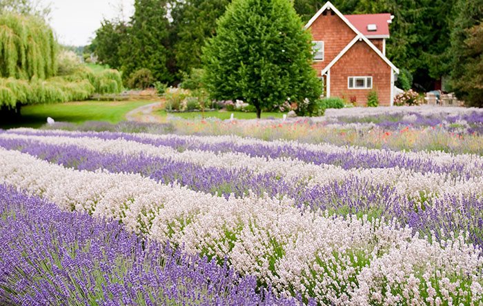 6 Ways to Love Lavender Even More