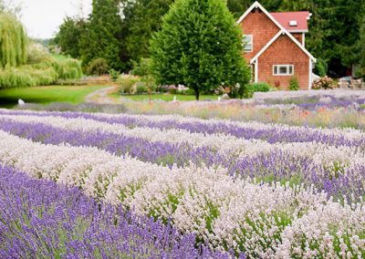 6 Ways to Love Lavender Even More